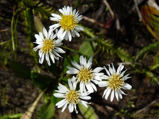 {Erigeron vernus}